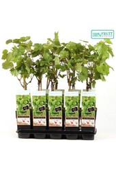 Vitis Himrod (pitloos) P15