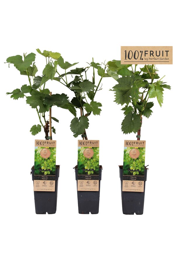 Vitis Himrod (pitloos) P15