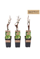 Vitis Phoenix (geënt) P15