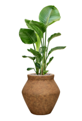 Strelitzia in Mineral pot