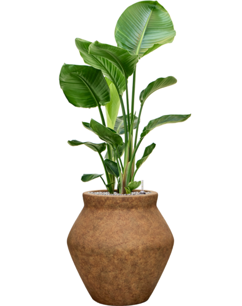 Mineral | Strelitzia