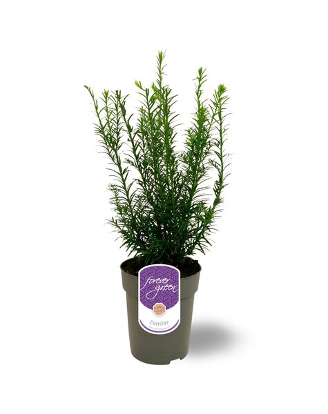 Taxus media Groenland P15