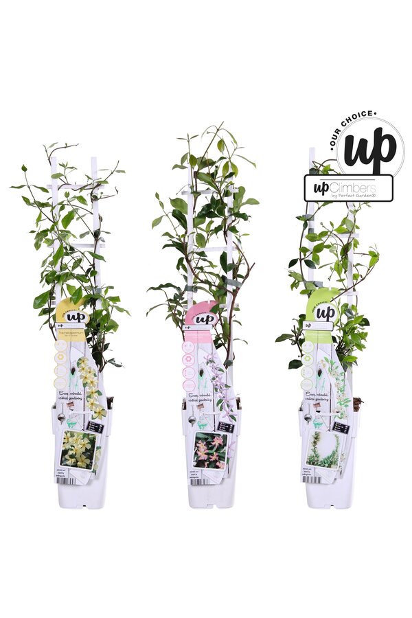 Trachelospermum Our Choice mix tray P15
