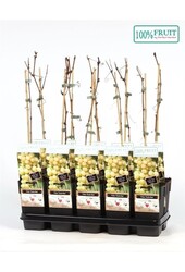 Vitis Sukribe P15