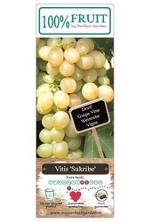 Vitis Sukribe P15