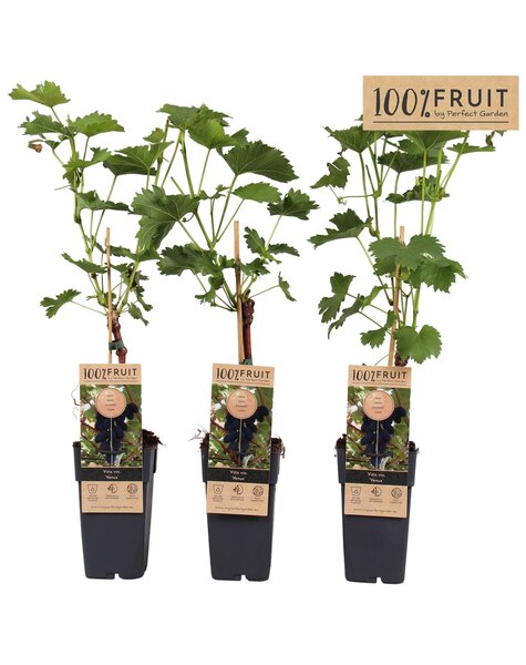 Vitis Venus (geënt) P15