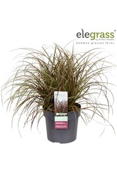 Uncinia rubra Everflame P23