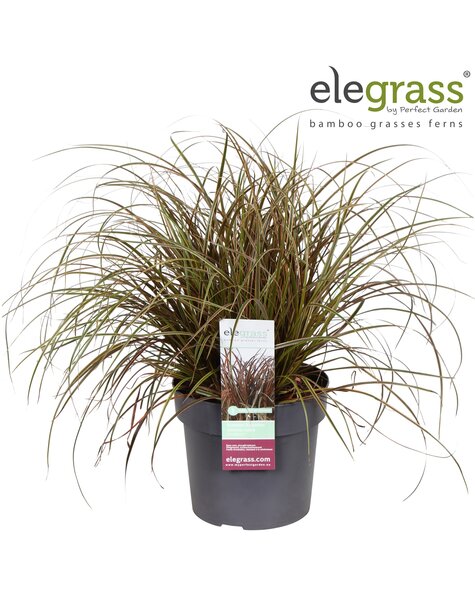 Uncinia rubra Everflame P23