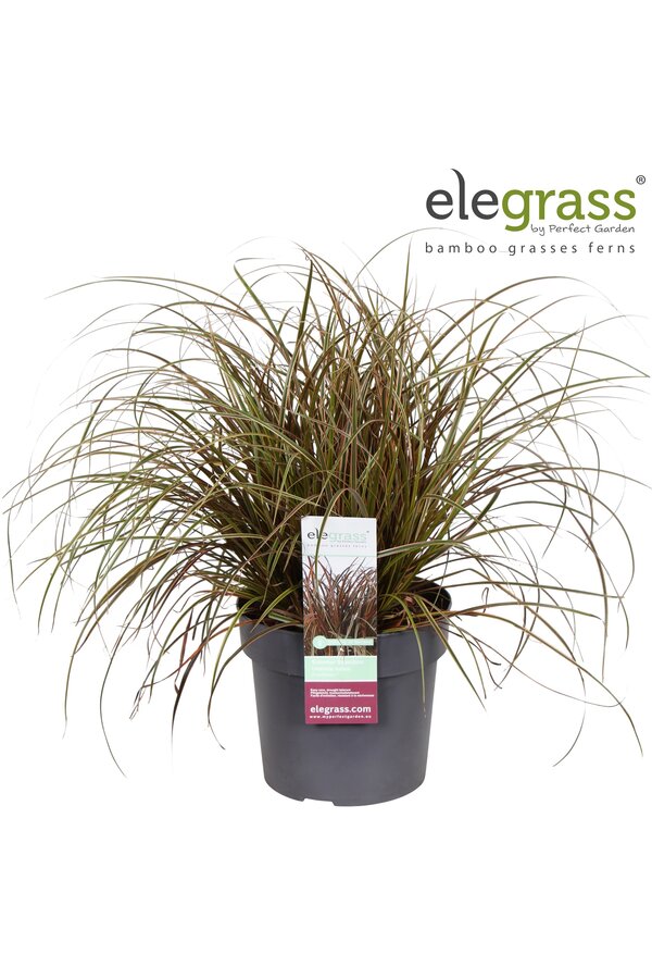 Uncinia rubra Everflame P23