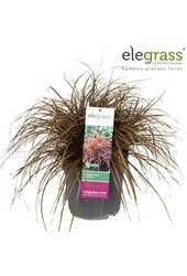 Uncinia rubra Everflame P23