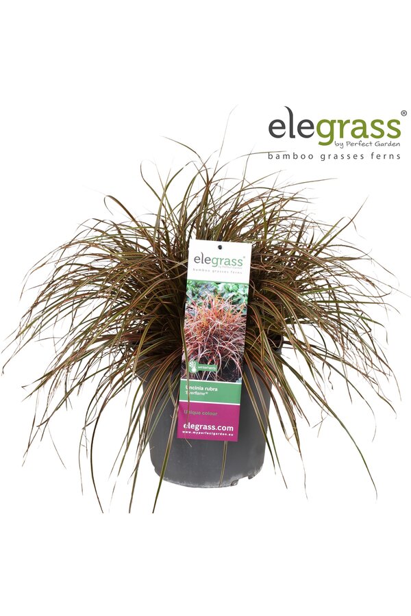 Uncinia rubra Everflame P23