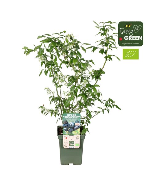Vaccinium corymbosum Blue Dessert® Bio P23