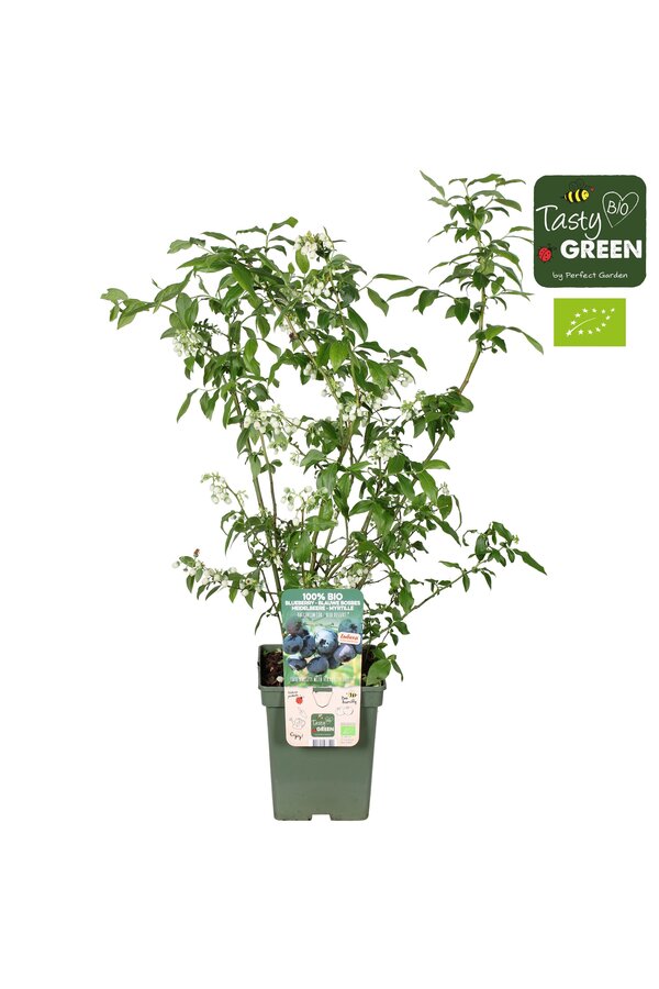 Vaccinium corymbosum Blue Dessert® Bio P23