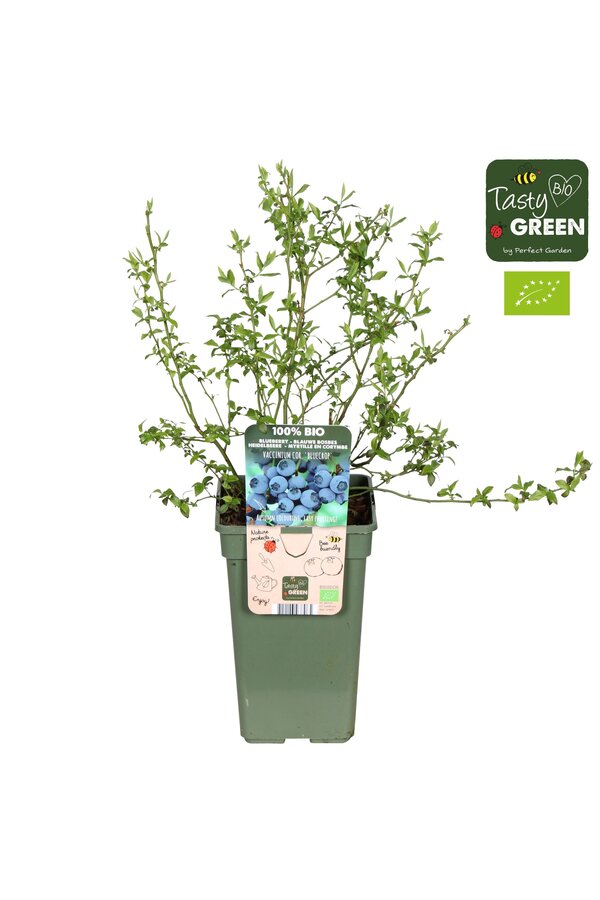 Vaccinium corymbosum Bluecrop Bio P19