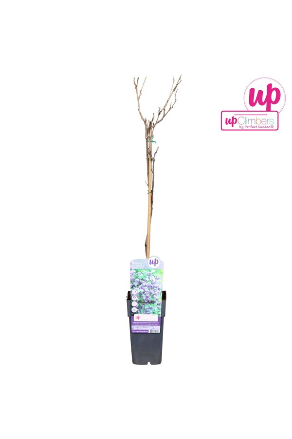 Wisteria floribunda Black Dragon P15