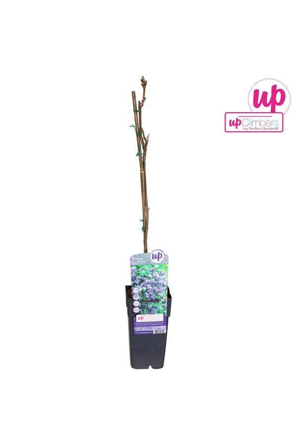 Wisteria floribunda Black Dragon P15