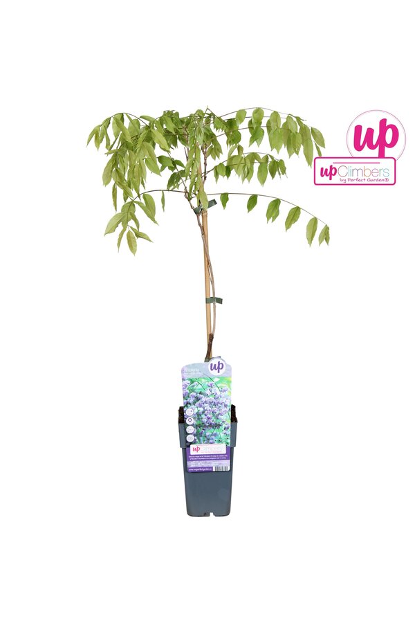 Wisteria floribunda Black Dragon P15