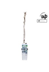 Wisteria macrostachya Blue Moon P15