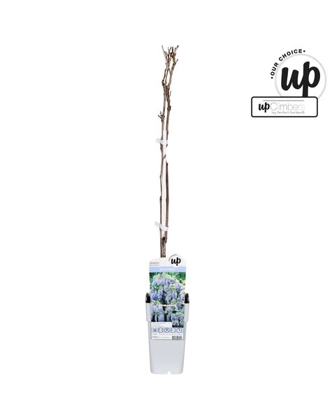 Wisteria macrostachya Blue Moon P15