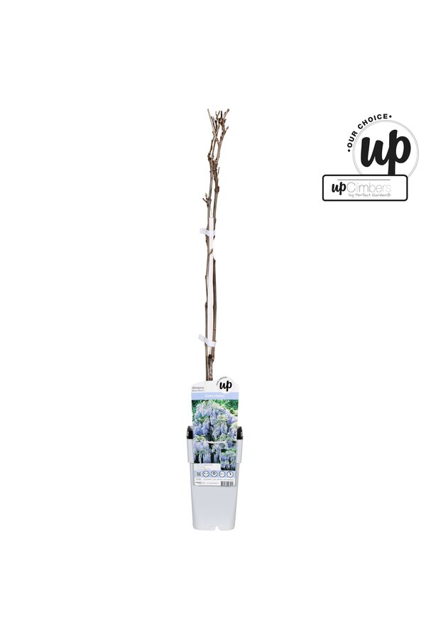 Wisteria macrostachya Blue Moon P15
