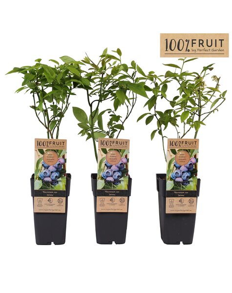 Vaccinium corymbosum Jersey P15