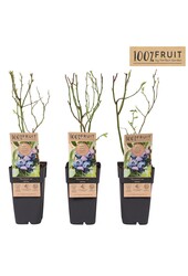 Vaccinium corymbosum Jersey P15