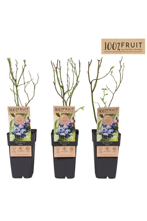 Vaccinium corymbosum Jersey P15