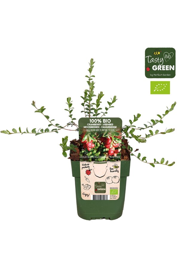 Vaccinium macrocarpon Stevens Bio P13