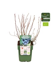Vaccinium myrtillus Emil Bio P13