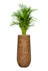 Areca in Mineral vaas