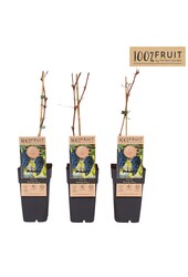 Vitis Boskoop Glory P15