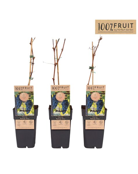 Vitis Boskoop Glory P15