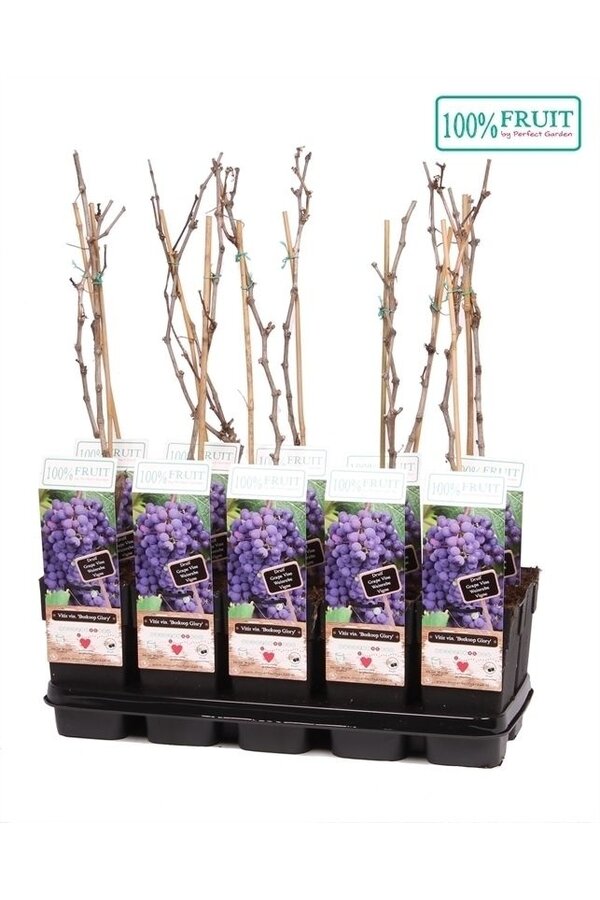 Vitis Boskoop Glory P15