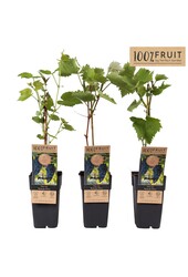 Vitis Boskoop Glory P15