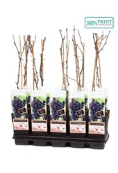 Vitis Frankenthaler P15