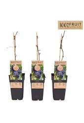 Vitis Frankenthaler P15