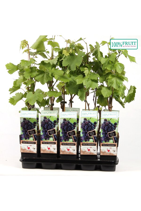 Vitis Frankenthaler P15