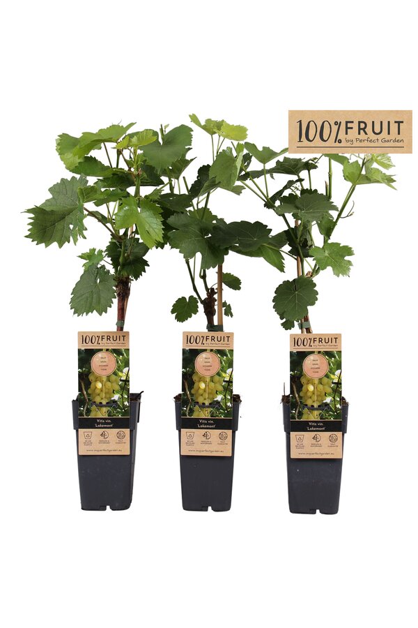 Vitis Lakemount (geënt) P15