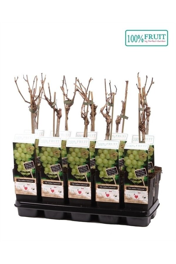 Vitis Lakemount (geënt) P15