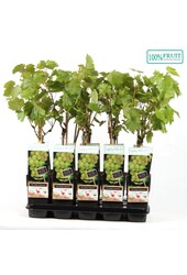 Vitis Lakemount (geënt) P15