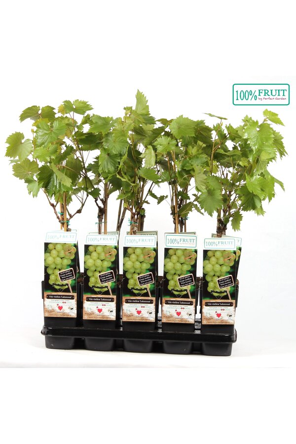 Vitis Lakemount (geënt) P15