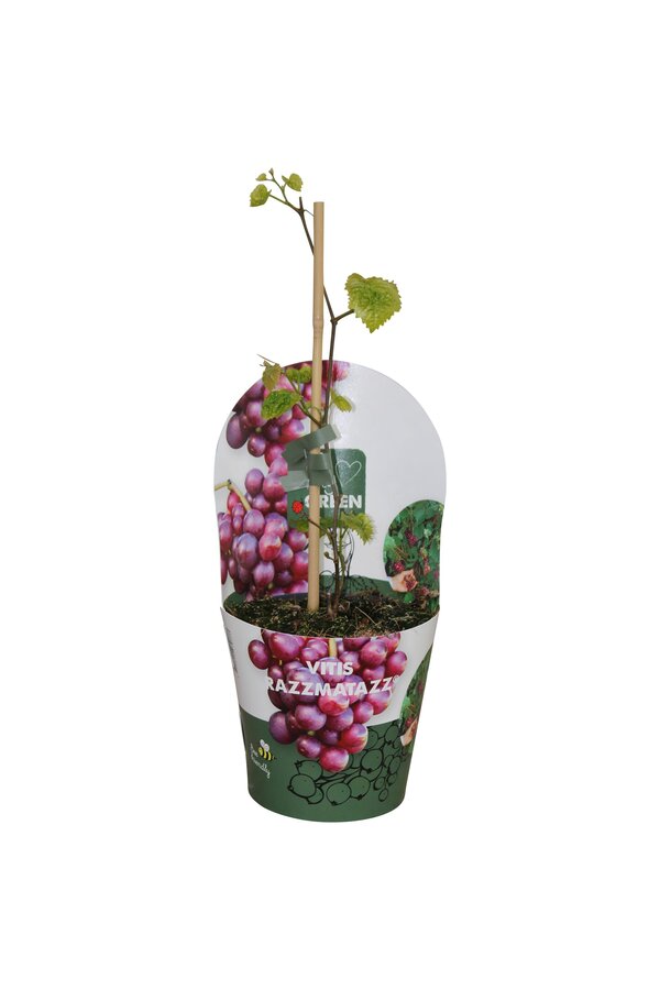 Vitis hybrid RazzMatazz® P14