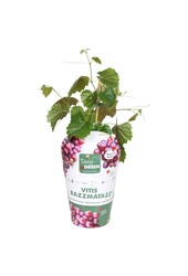 Vitis hybrid RazzMatazz® P14