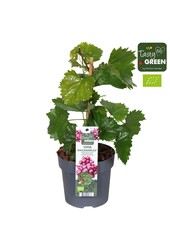 Vitis hybrid RazzMatazz® P14