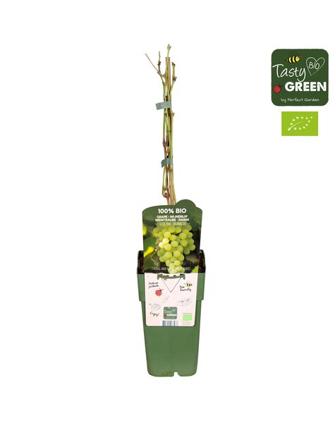 Vitis vinifera Johanniter Bio P15
