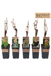 Vitis mix tray geent P15