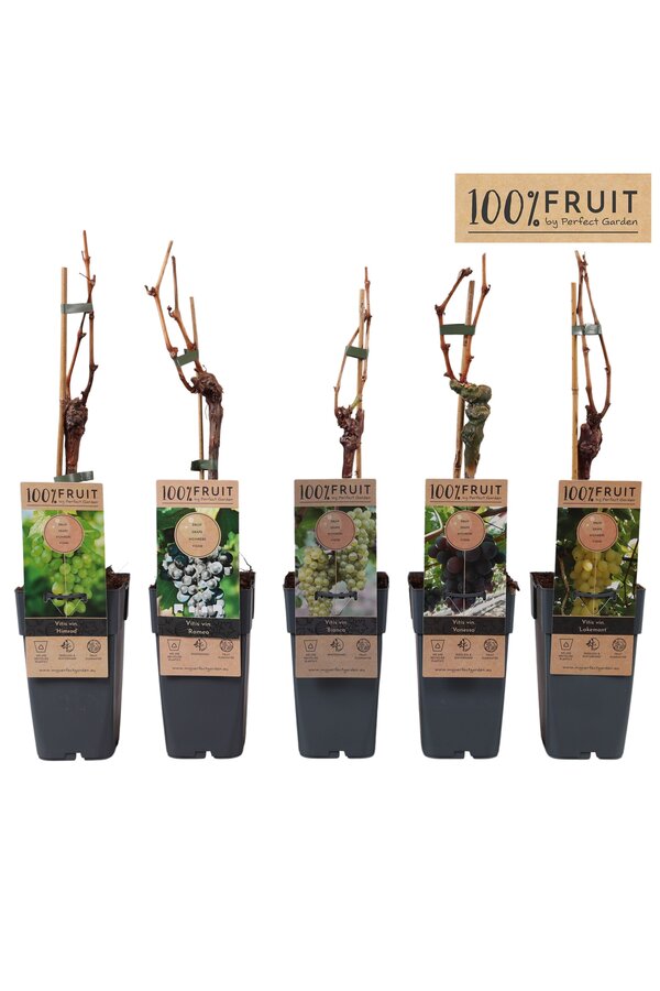 Vitis mix tray geent P15