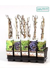 Vitis mix tray geent P15