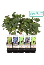 Vitis mix tray geent P15