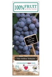 Vitis Schuyler P15